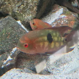 Chocolate Cichlid, photo 12