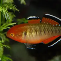 Carp Gudgeon
