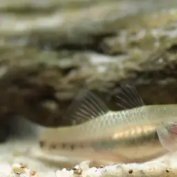 Carp Gudgeon, photo 2