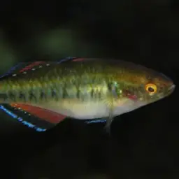 Carp Gudgeon, photo 3