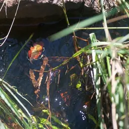 Carp Gudgeon, photo 5