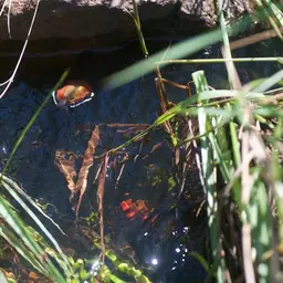 Carp Gudgeon, photo 6