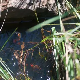 Carp Gudgeon, photo 7