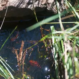 Carp Gudgeon, photo 8