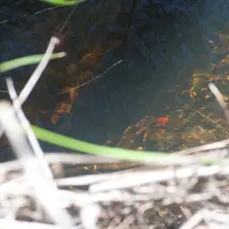 Carp Gudgeon, photo 9