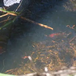Carp Gudgeon, photo 10