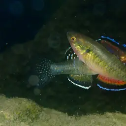 Carp Gudgeon, photo 11