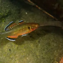 Carp Gudgeon, photo 12