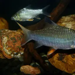 Jerdon's carp, photo 1