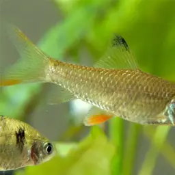 Jerdon's carp, photo 2