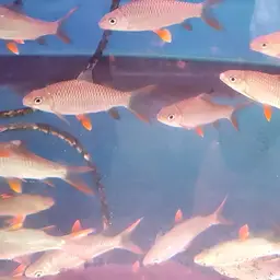 Jerdon's carp, photo 3