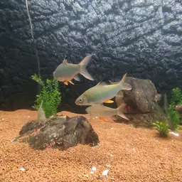 Jerdon's carp, photo 4