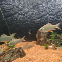 Jerdon's carp, photo 5