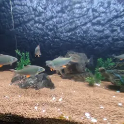Jerdon's carp, photo 6