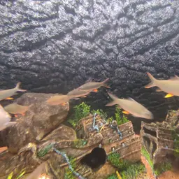 Jerdon's carp, photo 9