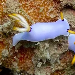 Lavender Split-tooth Dorid, photo 1