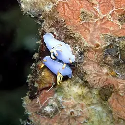 Lavender Split-tooth Dorid, photo 2