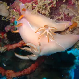 Lavender Split-tooth Dorid, photo 3