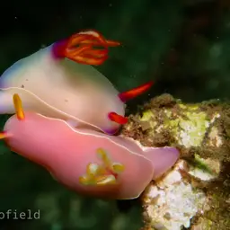 Lavender Split-tooth Dorid, photo 5