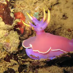 Lavender Split-tooth Dorid, photo 6