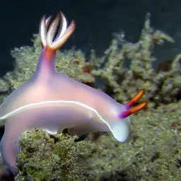 Lavender Split-tooth Dorid, photo 7