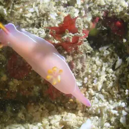 Lavender Split-tooth Dorid, photo 8