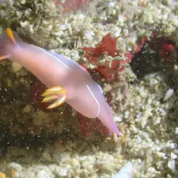 Lavender Split-tooth Dorid, photo 9