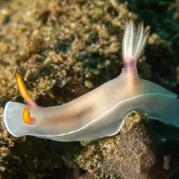 Lavender Split-tooth Dorid, photo 10