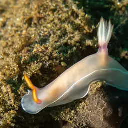 Lavender Split-tooth Dorid, photo 11