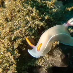 Lavender Split-tooth Dorid, photo 12