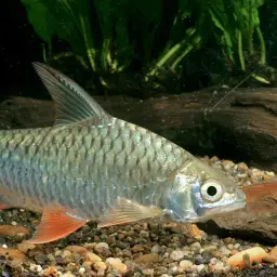 Goldfin Tinfoil Barb, photo 1