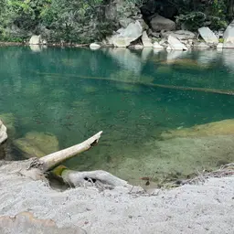 Goldfin Tinfoil Barb, photo 2