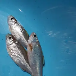 Goldfin Tinfoil Barb, photo 3