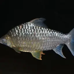 Yellow Eyed Silver Barb, photo 1