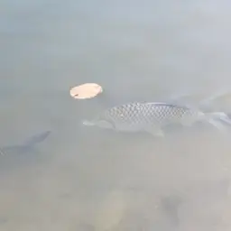 Yellow Eyed Silver Barb, photo 2