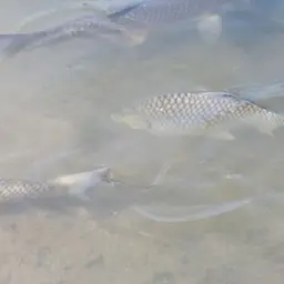 Yellow Eyed Silver Barb, photo 3