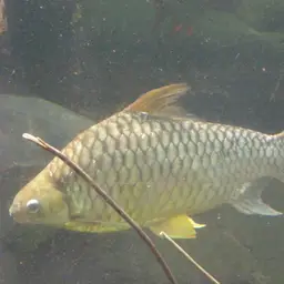 Yellow Eyed Silver Barb, photo 4