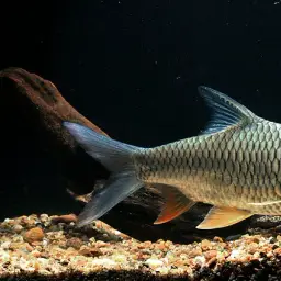 Lemon Fin Barb, photo 1