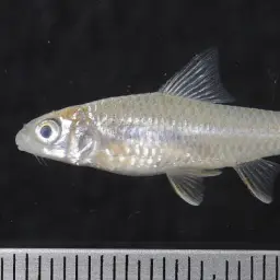 Lemon Fin Barb, photo 2