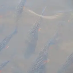 Lemon Fin Barb, photo 3