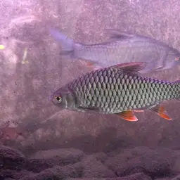 Lemon Fin Barb, photo 5