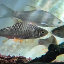 Lemon Fin Barb, photo 6