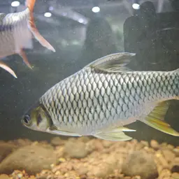 Lemon Fin Barb, photo 7