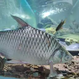 Lemon Fin Barb, photo 8