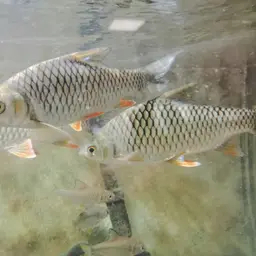 Lemon Fin Barb, photo 9