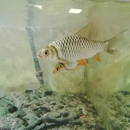 Lemon Fin Barb, photo 10