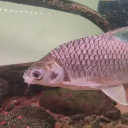 Lemon Fin Barb, photo 11