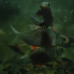 Lemon Fin Barb, photo 12