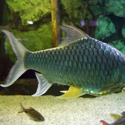 Lemon Fin Barb, photo 1