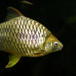 Lemon Fin Barb, photo 2
